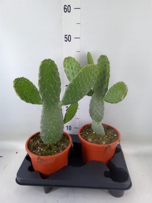 <h4>Opuntia</h4>