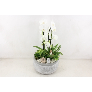 arr2 PL - Ker. barok grey phal. cascade wit