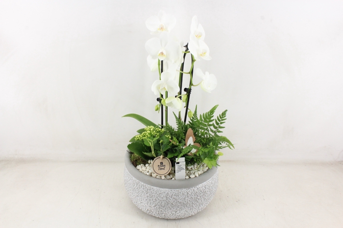 <h4>arr2 PL - Ker. barok grey phal. cascade wit</h4>
