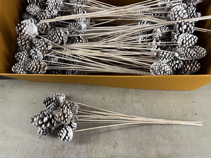 <h4>Stick Pine Cone White Tipped</h4>