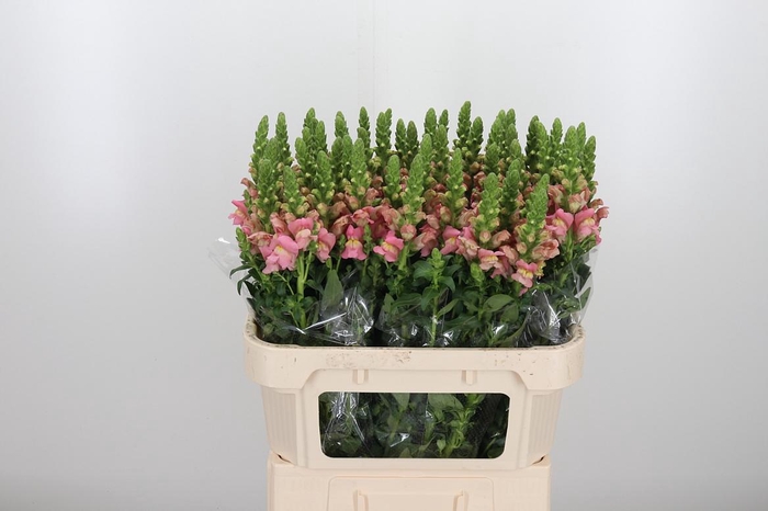 <h4>Antir Antibes Pink</h4>