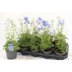 DELP GRANDIFLORUM