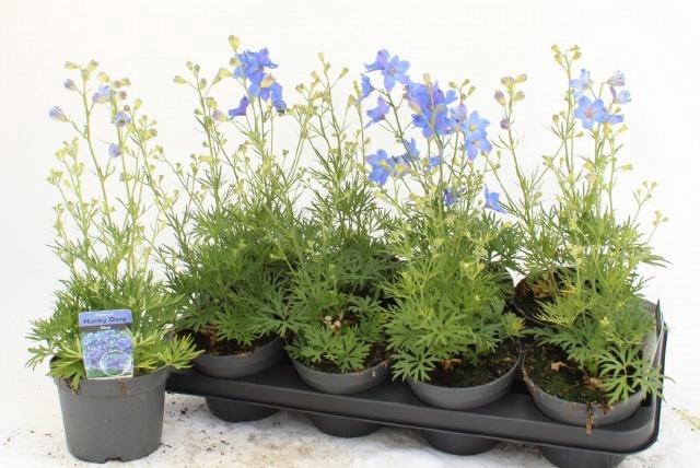 <h4>DELP GRANDIFLORUM</h4>