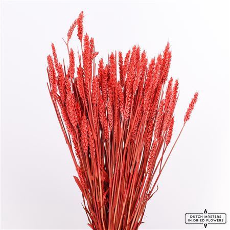 Dried Triticum X5 Red Bunch