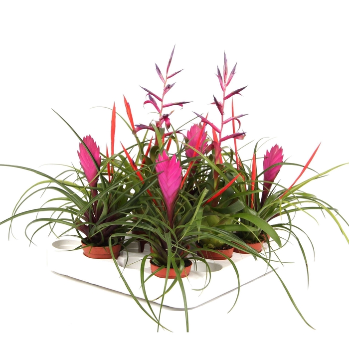 Tillandsia gemengd