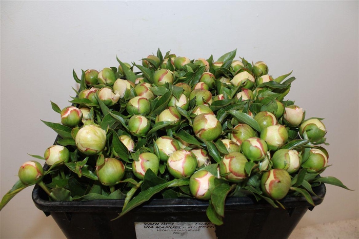 <h4>Paeo L Pecher</h4>