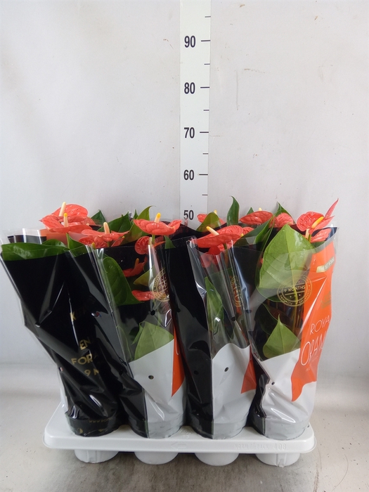 <h4>Anthurium andr. 'Madural Orange'</h4>