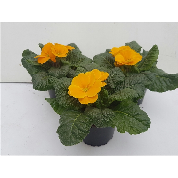 <h4>Primula acaulis oranje</h4>