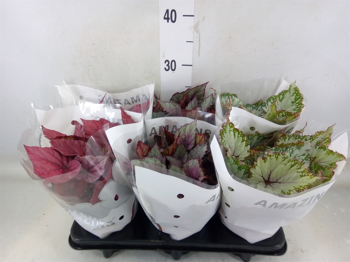 <h4>Begonia BD 'Beleaf'   ...mix</h4>