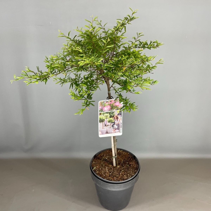 <h4>Calliandra surinam. 'Dixie Pink'</h4>
