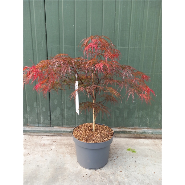 <h4>Acer palmatum Garnet</h4>