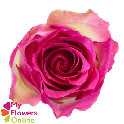 <h4>R Gr Malibu Bicolor 50cm EC</h4>