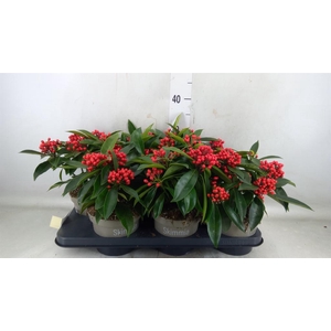 Skimmia jap. subsp. reevesiana