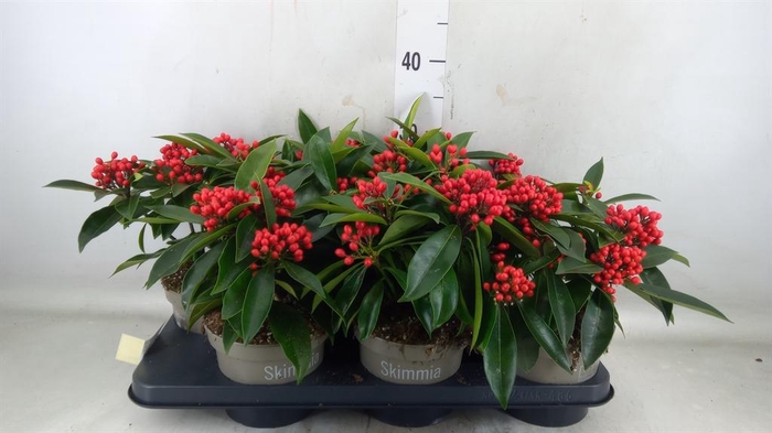 <h4>Skimmia jap. subsp. reevesiana</h4>
