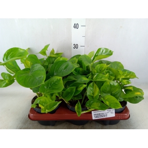 Epipremnum pinn. 'Global Green'