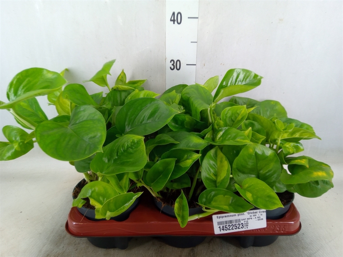 <h4>Epipremnum pinn. 'Global Green'</h4>