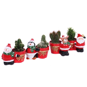 Cactus mix 5,5 cm in kerstmix planter