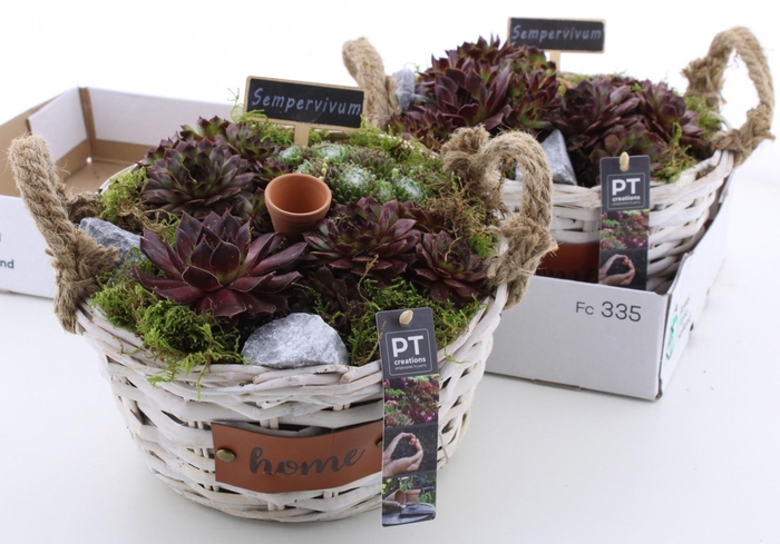 <h4>ARR SEMPERVIVUM</h4>