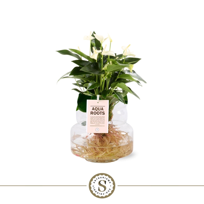 <h4>Aqua Roots Torino glas White</h4>