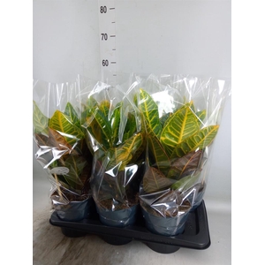 Codiaeum var. GR 'Petra'