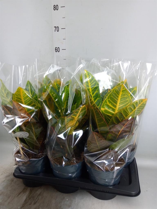 <h4>Codiaeum var. GR 'Petra'</h4>