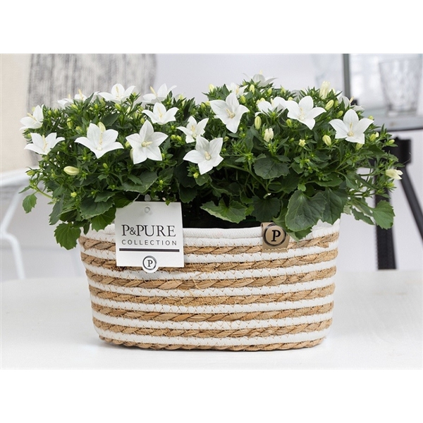 <h4>Campanula 'Atlanta' Pure Field Basket</h4>