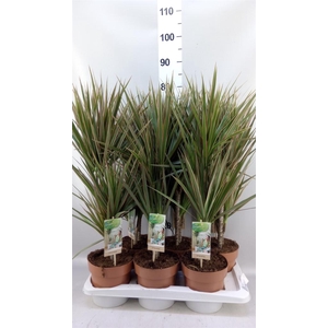 Dracaena marg. 'Bicolor'