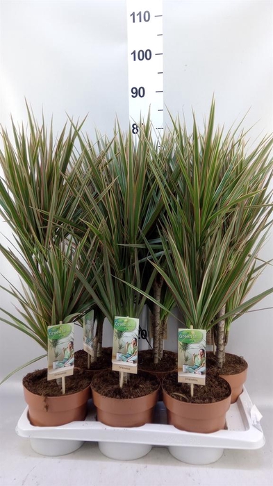 <h4>Dracaena marg. 'Bicolor'</h4>