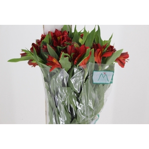ALSTROEMERIA TROPICANA 080 CM