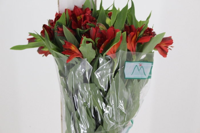 <h4>ALSTROEMERIA TROPICANA 080 CM</h4>