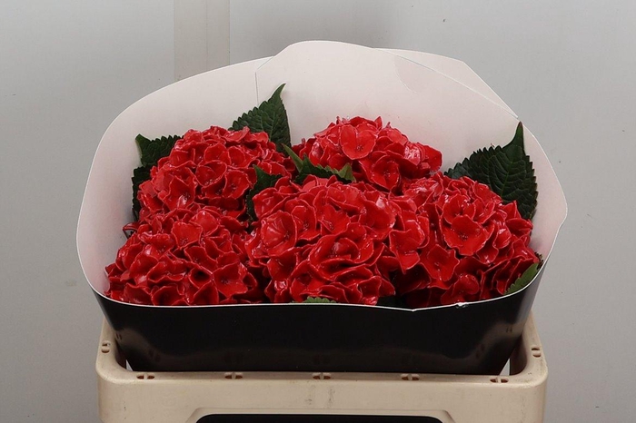 Wax Hydrangea Hydr Wax Paars XL