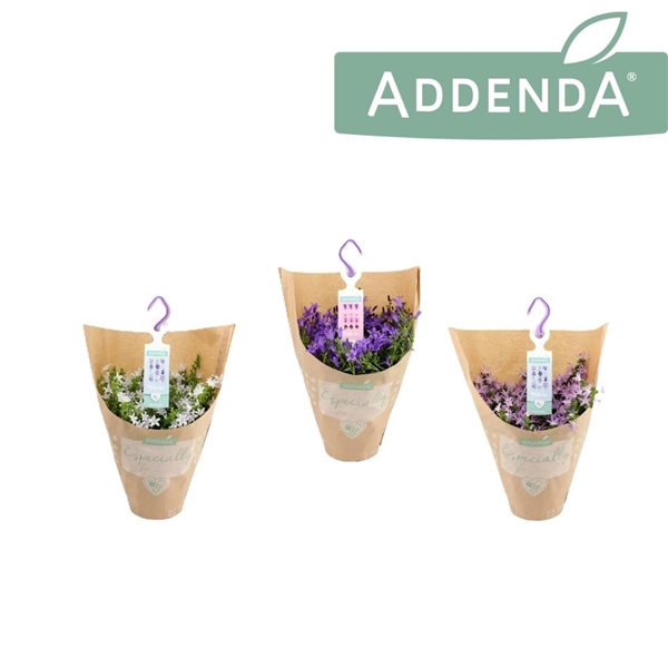 <h4>Campanula Addenda Mix Hangpot in Kraft</h4>