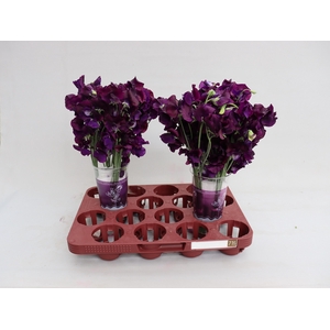 LATHYR WI SUNSH NAVY