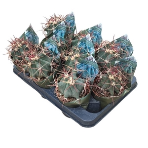 FEROCACTUS EMORYI - POT Ø 10,5 WITH POTCOVER (CACTUS)