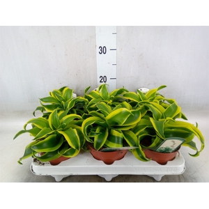 Dracaena frag. 'Tornado'