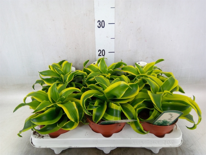 <h4>Dracaena frag. 'Tornado'</h4>