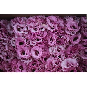 LISIANTHUS FLOR ROSA