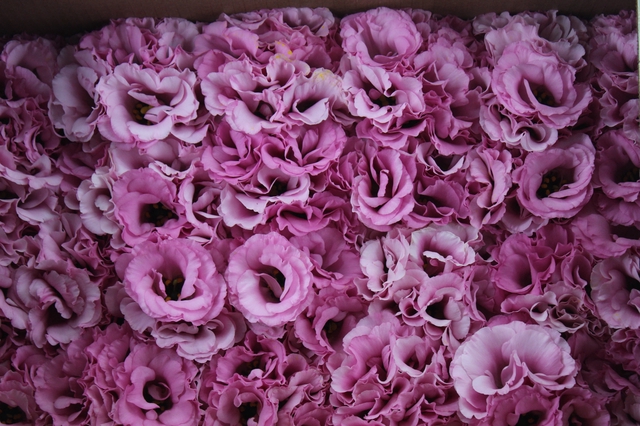 <h4>LISIANTHUS FLOR ROSA</h4>