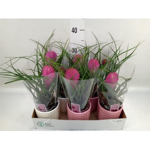 Tillandsia cyanea 'Anita'