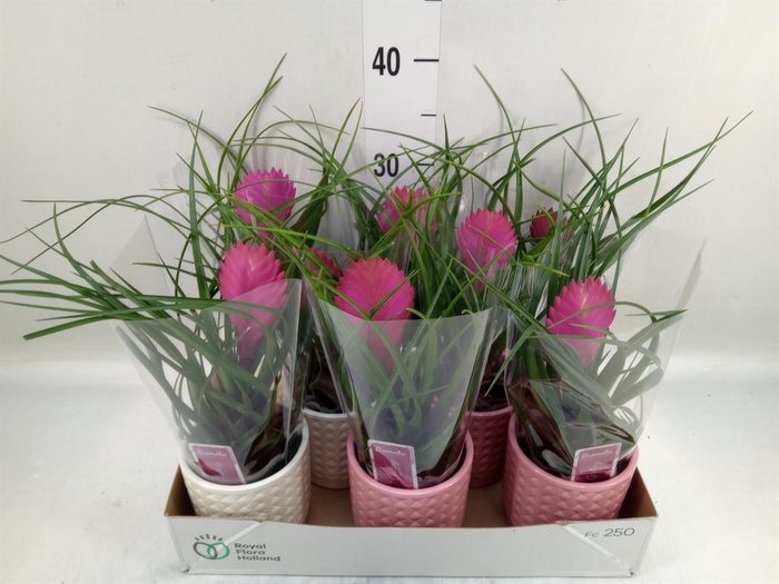 <h4>Tillandsia cyanea 'Anita'</h4>