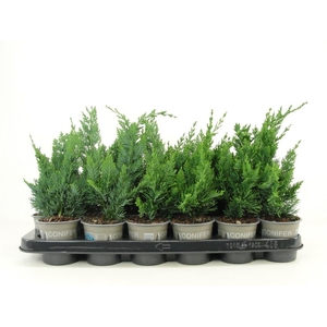 Chamaecyparis Wisselii