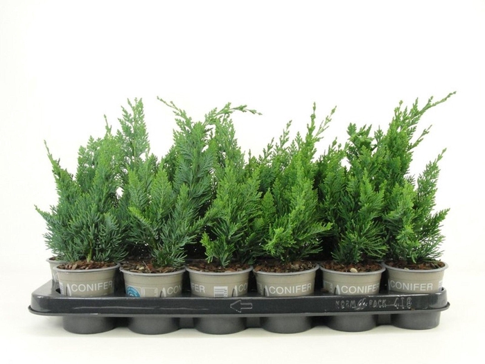 <h4>Chamaecyparis Wisselii</h4>