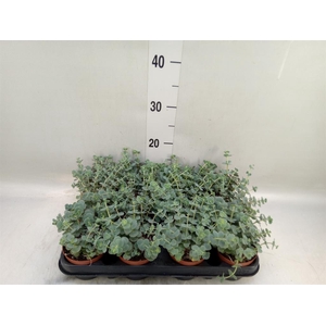 Sedum sieboldii
