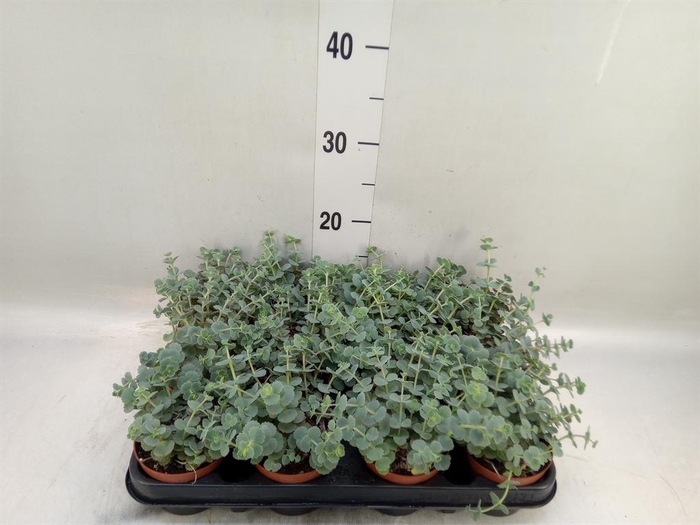 <h4>Sedum sieboldii</h4>
