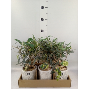 Arr.   Kamerplant Groen L%