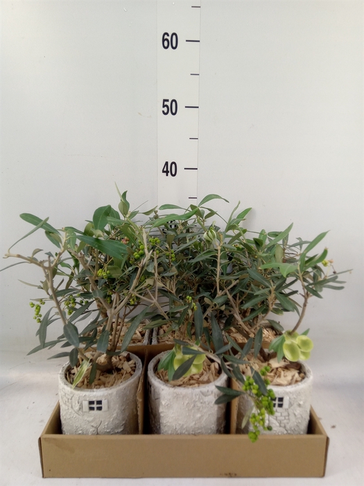 <h4>Arr.   Kamerplant Groen L%</h4>