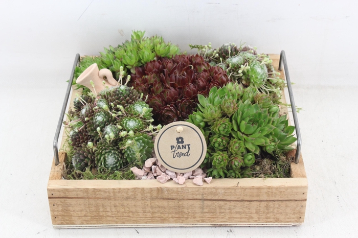 <h4>arr4 Semp PL - Hout 4kant dienblad Los</h4>