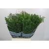 Asparagus Umbellatus