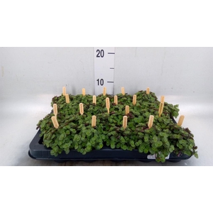 Callisia repens 'Turtle'