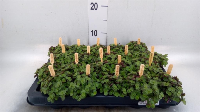 <h4>Callisia repens 'Turtle'</h4>